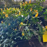Plant with green leaves and tubular yellow flowers