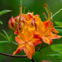 A cluster of red-orange funnel-shaped flowers with long stamen bloom at the tip of a woody branch.