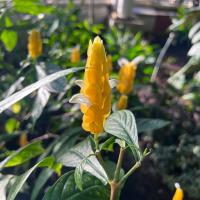 Close up of a flower that is tubular with over lapping yellow peddles and a few white peddles sticking out of the yellow.