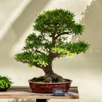 A bonsai tree sits in a red pot on a wooden table.