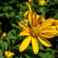 A flower with bright yellow petals blooms alongside dark green leaves.
