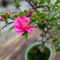 A pink flower blooms from a bonsai tree with green leaves.