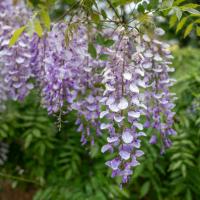 Purple flowers bloom with a leafy background.