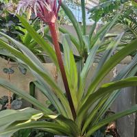 purple and white flowers shooting out from green leaves