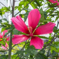 'Red Flyer' Hibiscus