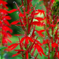 bright red tubular flower
