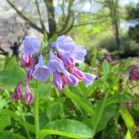 Virginia bluebells in bloom