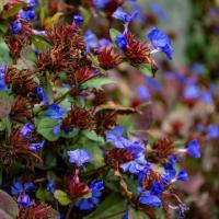 Cluster of blue flowers with red-tinged green leaves clinging to a wall