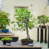 A bonsai tree sits in a brown pot on a wooden table.