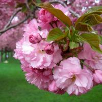 pink, double-flowered kanzan cherry blossom