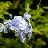 A plant featuring many small blue flowers each with 5 petals in a star shape