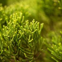 green juniper branches
