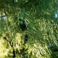 cypress branch with cones