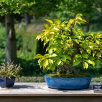A bonsai tree in a blue pot is displayed outdoors on a wooden table.