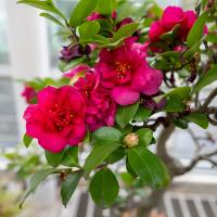 Pink flowers bloom beside green leaves on a bonsai tree.