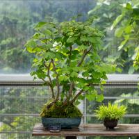 A bonsai tree sits in a blue pot on a wooden table.