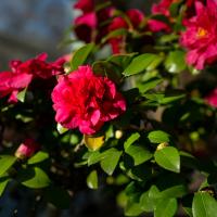 A vibrant red flower blooms with green leaves around it.