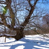 a bare, gnarly, wide-spreading tree in the snow