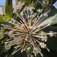 white flowers blooming