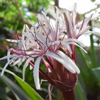 white and pink flowers