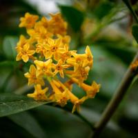 A collection of small yellow flowers clumped together growing off of a vine