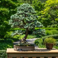 A bonsai tree planted in a gray pot is displayed outdoors on a wood table.