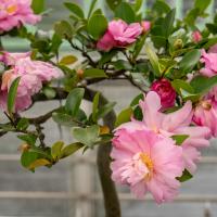 Pink flowers and green leaves sprout from a bonsai tree.