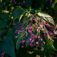 Small, pinkish purple flower buds hang from thin brown stems with a leafy green background.