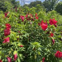 Hardy Hibiscus 'Lord Baltimore' with large, bold, deep red blooms and dark green, deeply lobed leaves.