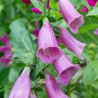 Digitalis purpurea ‘Foxy’ (foxglove) in the Shakespeare Garden.