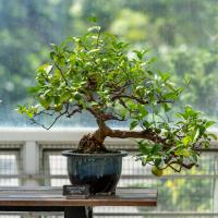 A bonsai tree bearing yellowish green fruit sits in a blue pot on a wooden table.