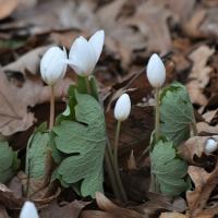 white bloodroot flowers emerging with leaves wrapped around the stems