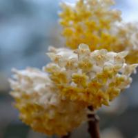 yellow paperbush blossoms