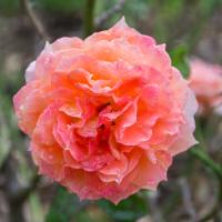 Rosa 'Pure Poetry' (floribunda rose) in the Rose Garden.