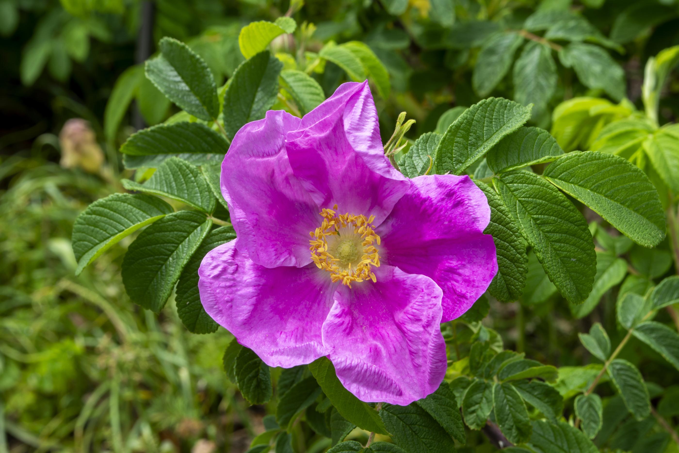 Rugosa Example Plant Finder | Rosa rugosa - Rugosa Rose