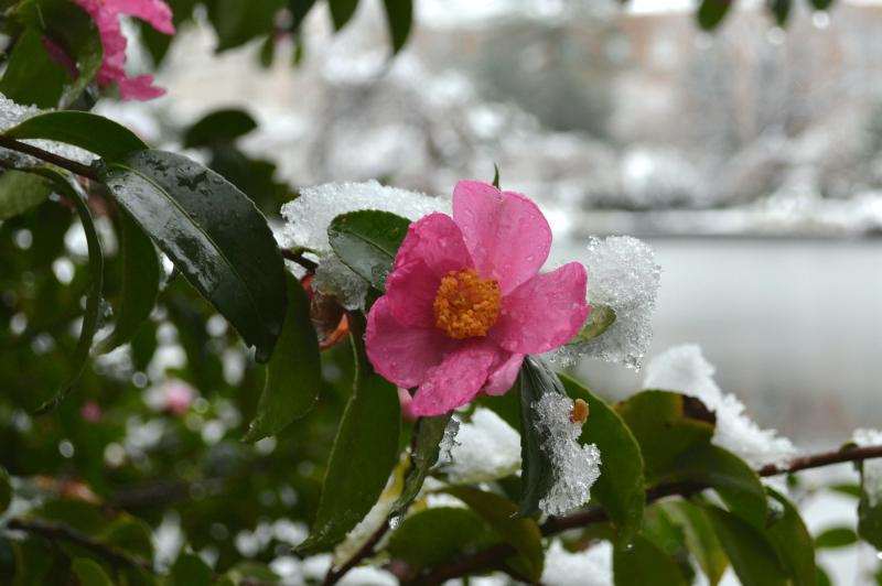 a pink camellia in the snow
