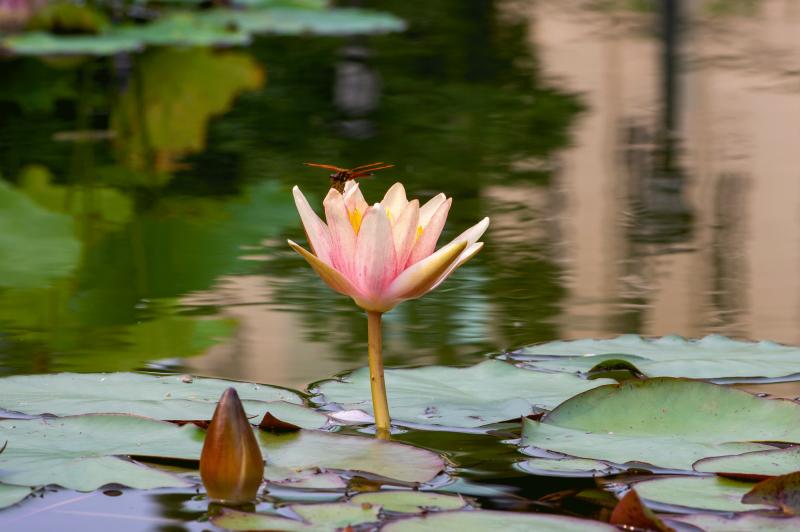 a pale peach water-lily with a dragonfly