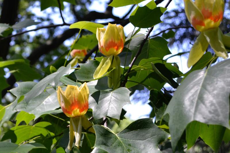 yellow tulip tree flowers