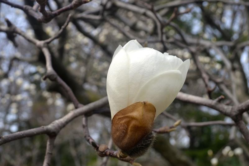 white yulan magnolia in bloom