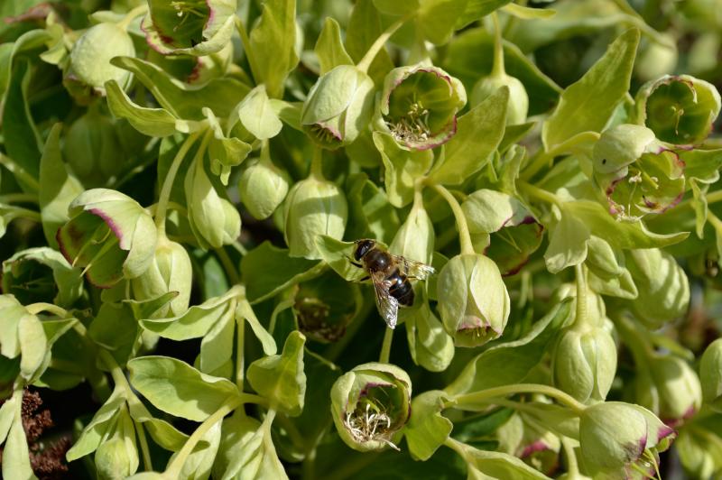 Stinking Hellebore