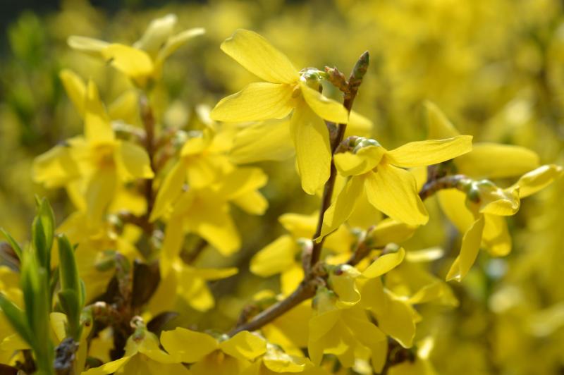 Bursts of yellow four-petaled flowers bloom along a woody stem dotted with emerging green leaves