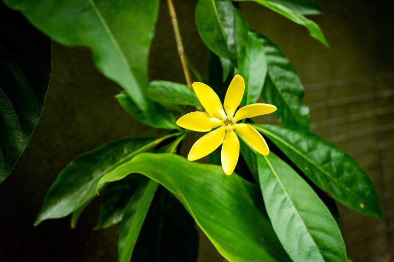 A yellow flower with seven petals shooting out from the center
