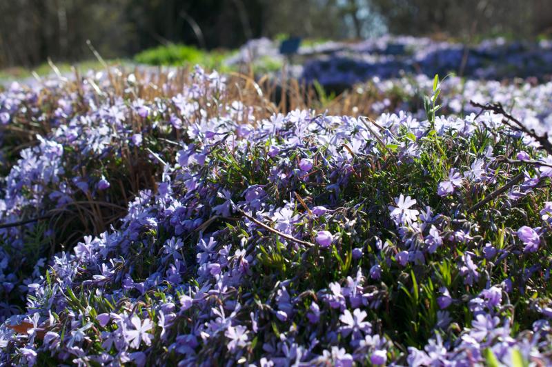 <em>Phlox subulata</em> (moss phlox) in BBG's Native Flora Garden expansion.