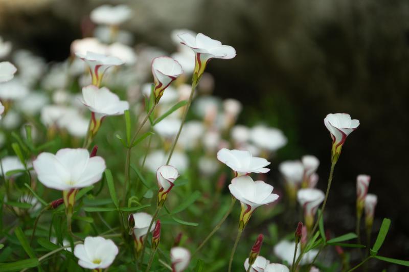 Small white flowers with red swirls open towards the light.