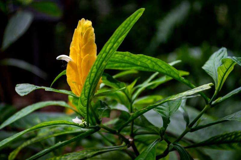 A plant with long oval leaves has one flower sprouting from its branch. The flower is canary yellow and is in an upright, oval shape, standing vertically. A single white petal is emerging from one side.