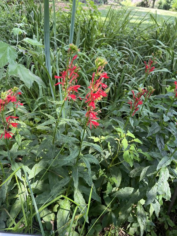 Vibrant red cardinal flowers with tubular petals growing in upright clusters on tall green stalks, surrounded by lush foliage