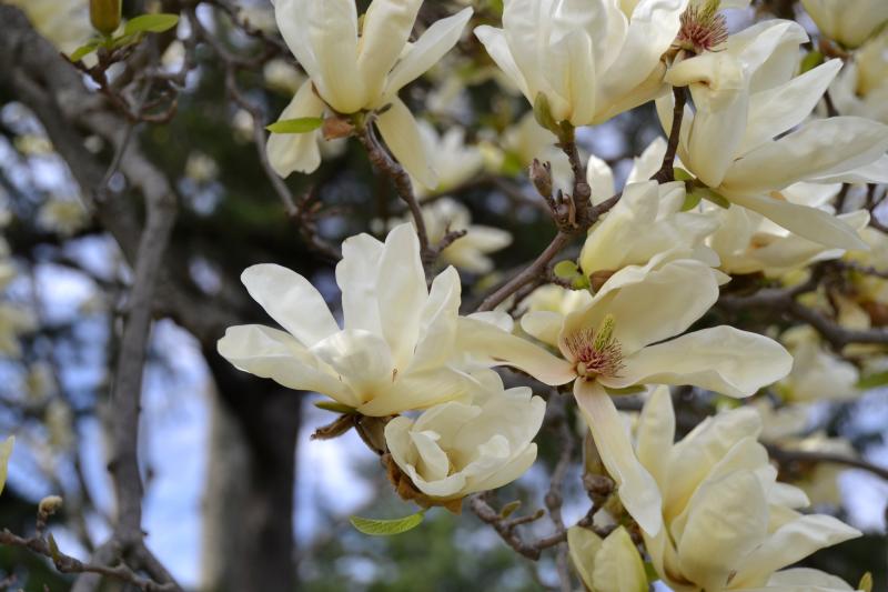 cream-colored magnolia blossoms