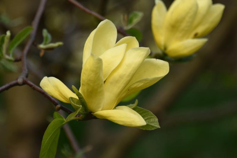 two yellow magnolia blossoms