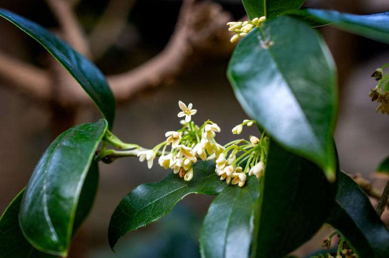 Fragrant Olive, a plant with waxy green leaves and tiny, pale orange blooms
