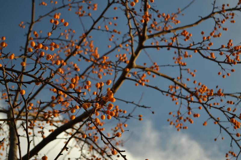 Small round orange-colored fruit grow from leafless branches with a mostly-clear blue sky in the background.